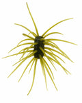 Duckett Ashi Urchin-Style Bait - 33mm x 15mm